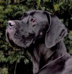 profilovka-Avina-197x300