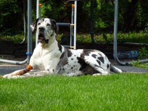 Chieeta z Josefovských bud