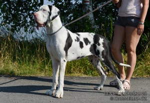 Chiméra Quincy Etc.